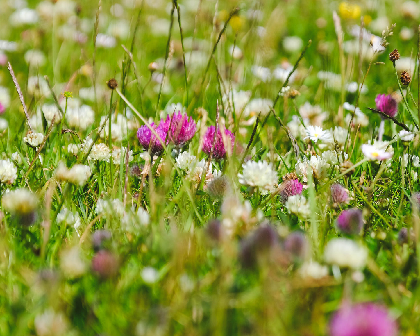 Magical Machair: A Guided Nature Walk | OH Wildlife Festival
