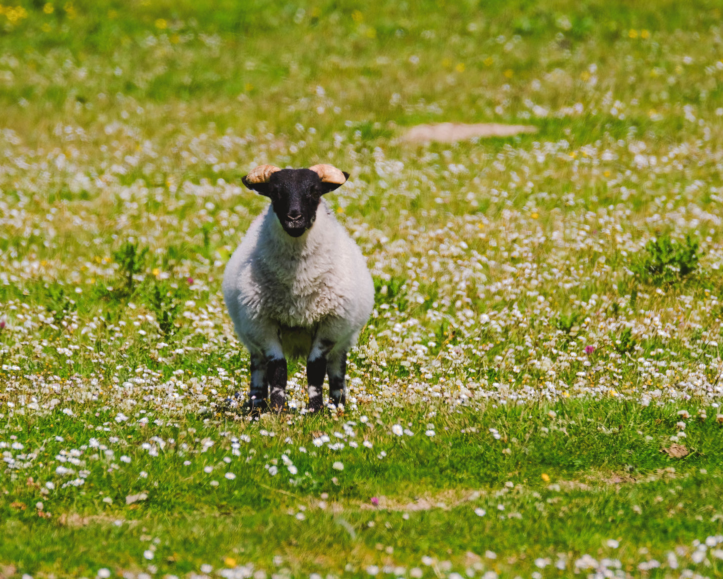 Magical Machair: A Guided Nature Walk | OH Wildlife Festival