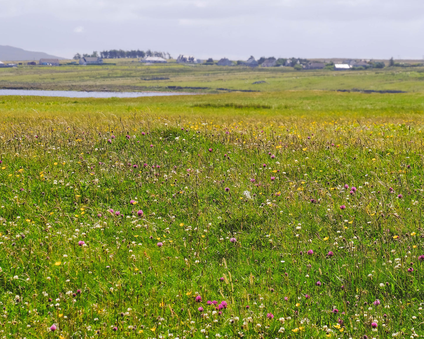 Magical Machair: A Guided Nature Walk | OH Wildlife Festival