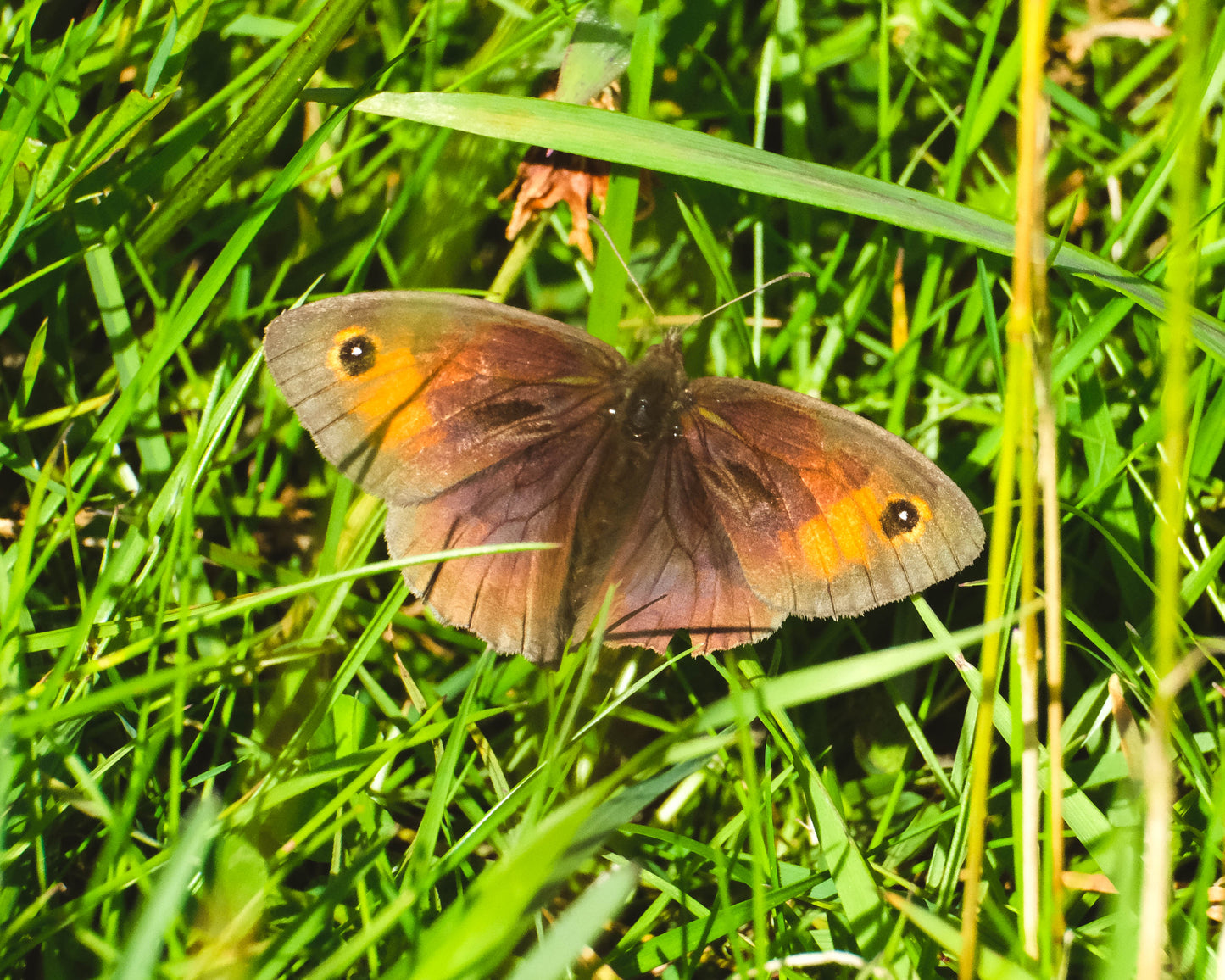 Magical Machair: A Guided Nature Walk | OH Wildlife Festival