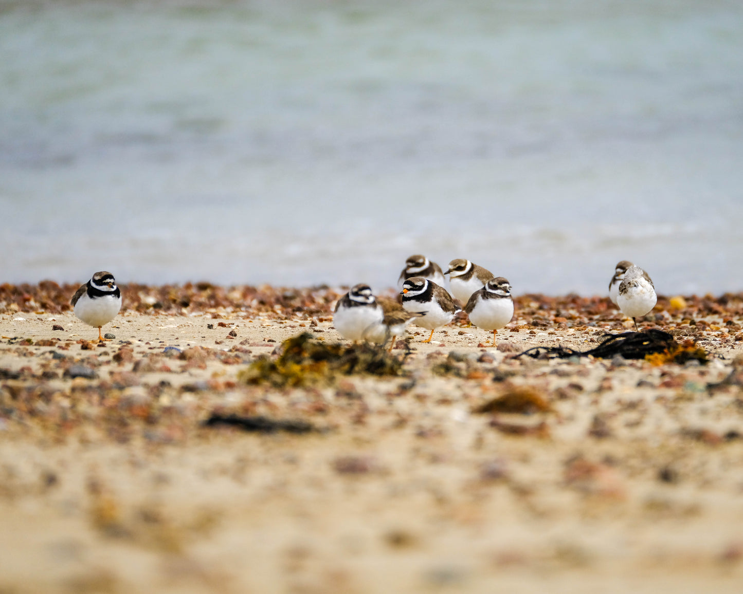 Seashore Safari | Outer Hebrides Wildlife Festival 2025