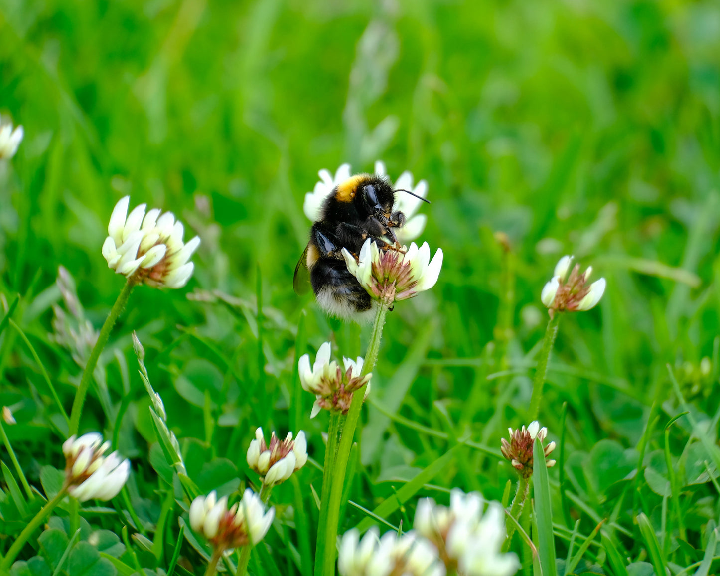 Magical Machair: A Guided Nature Walk | OH Wildlife Festival