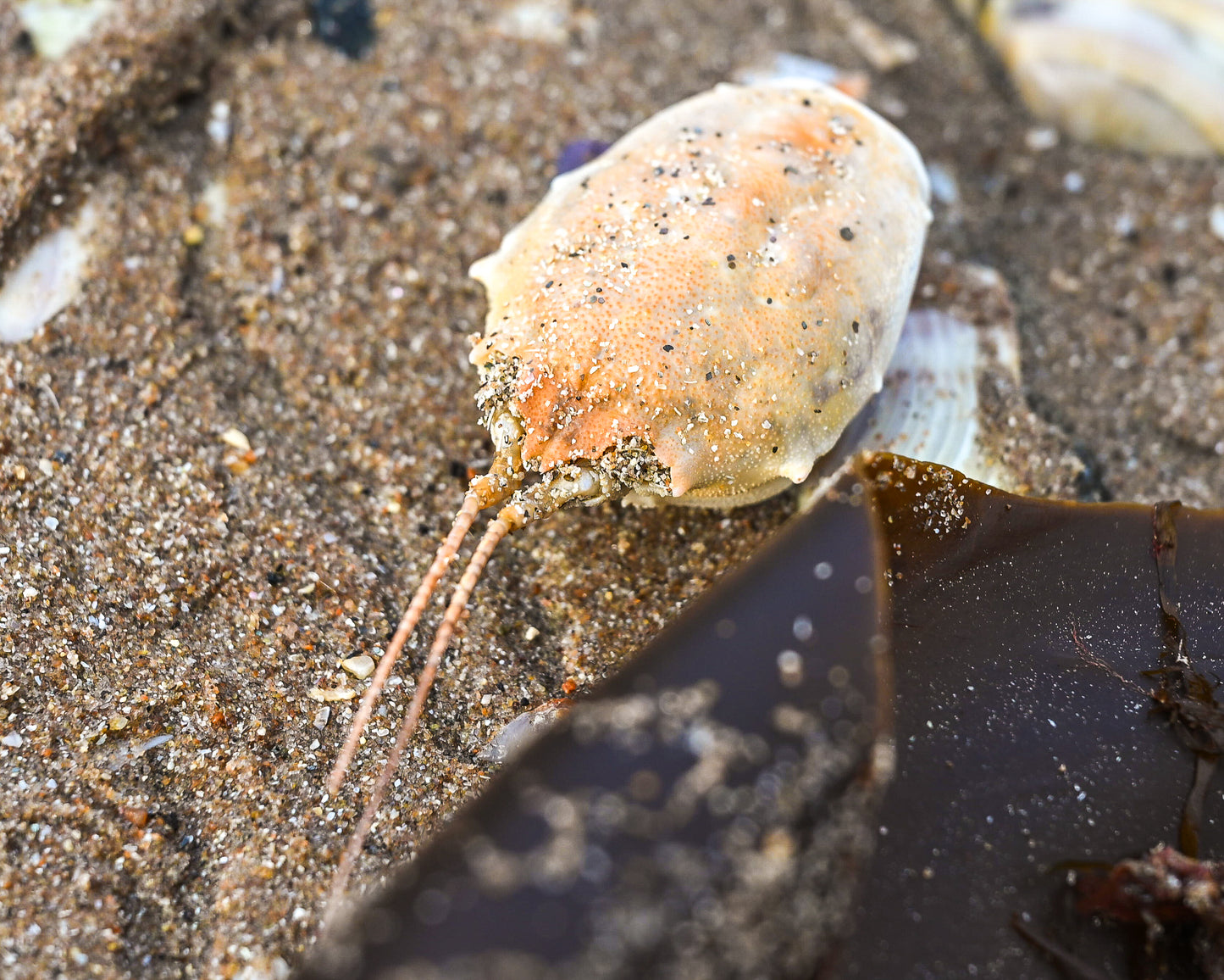 Seashore Safari | Outer Hebrides Wildlife Festival 2025