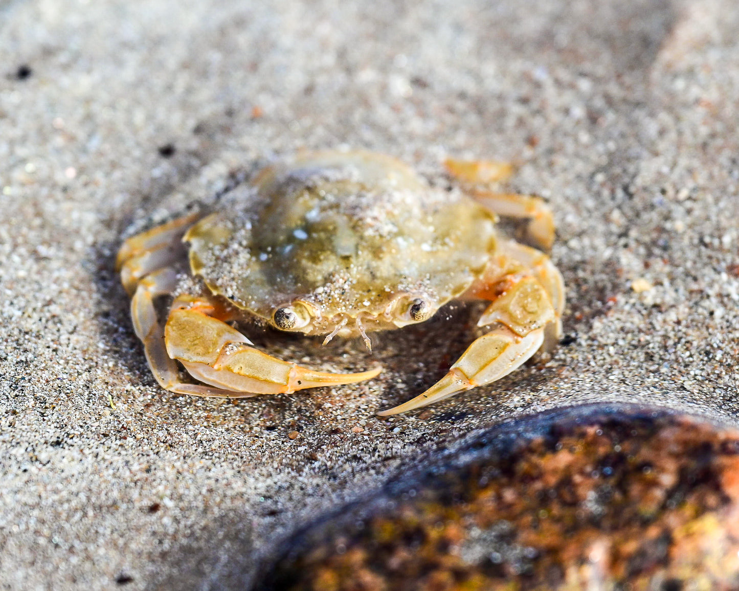 Seashore Safari | Outer Hebrides Wildlife Festival 2025