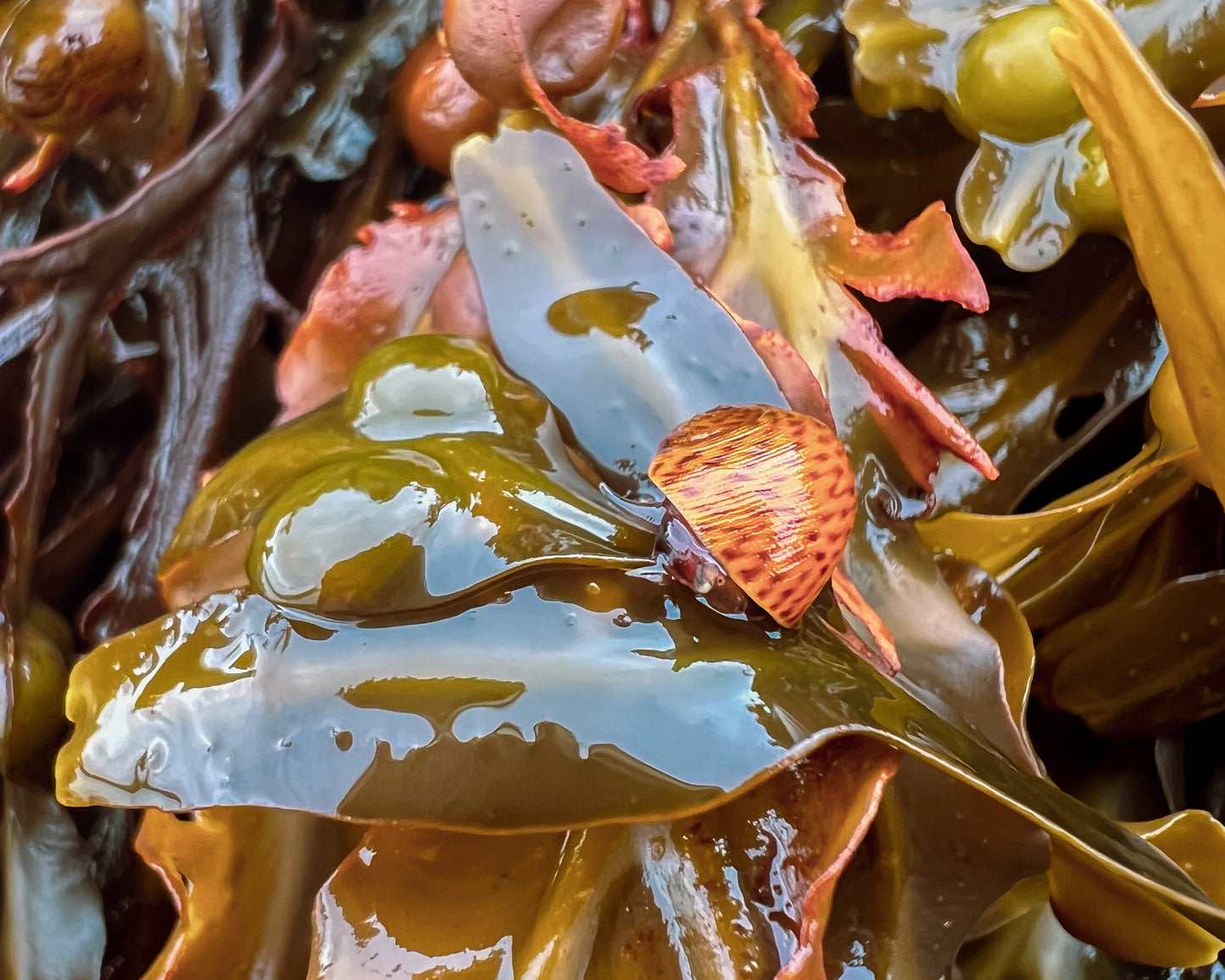 Seashore Safari | Outer Hebrides Wildlife Festival 2025