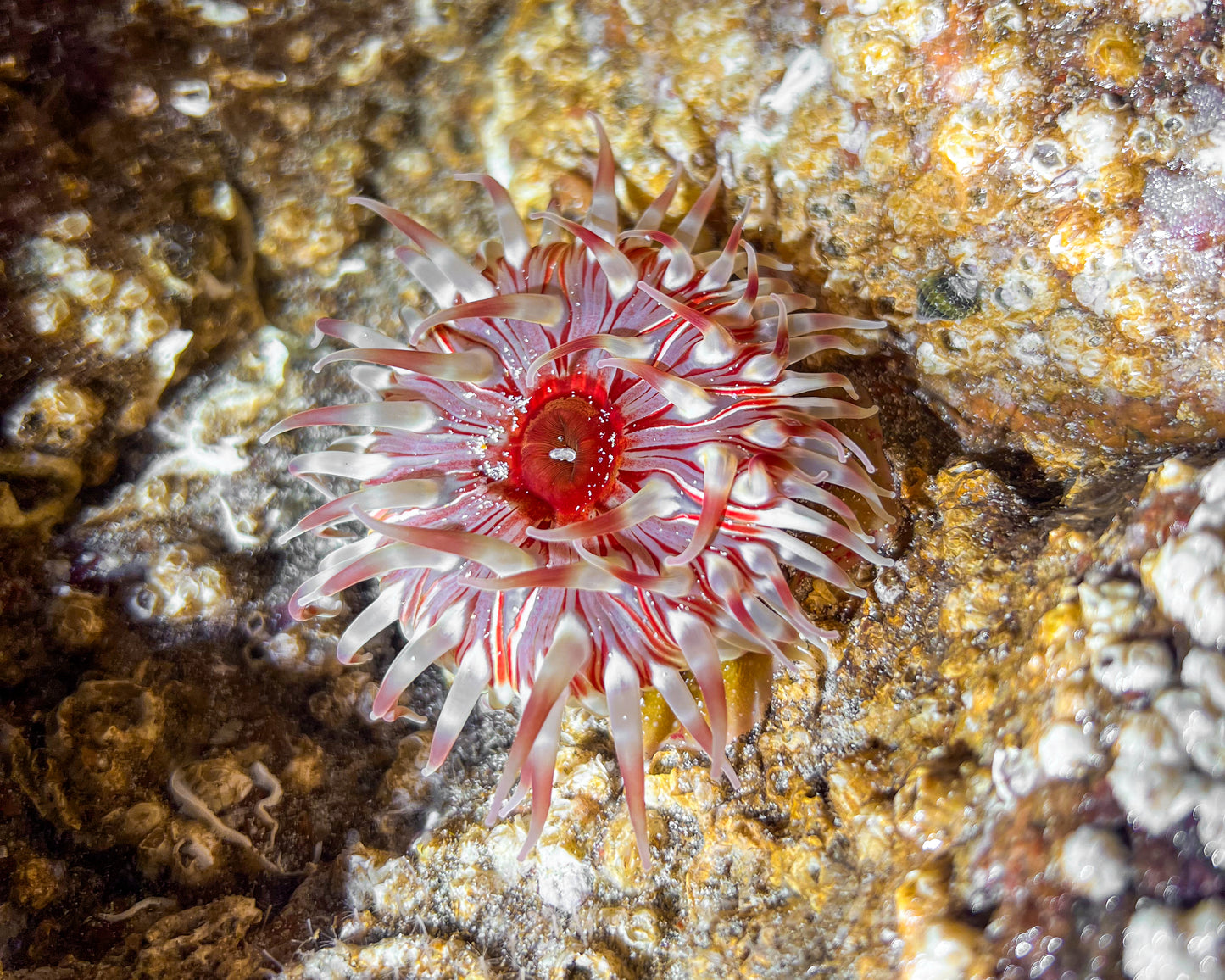 Seashore Safari | Outer Hebrides Wildlife Festival 2025