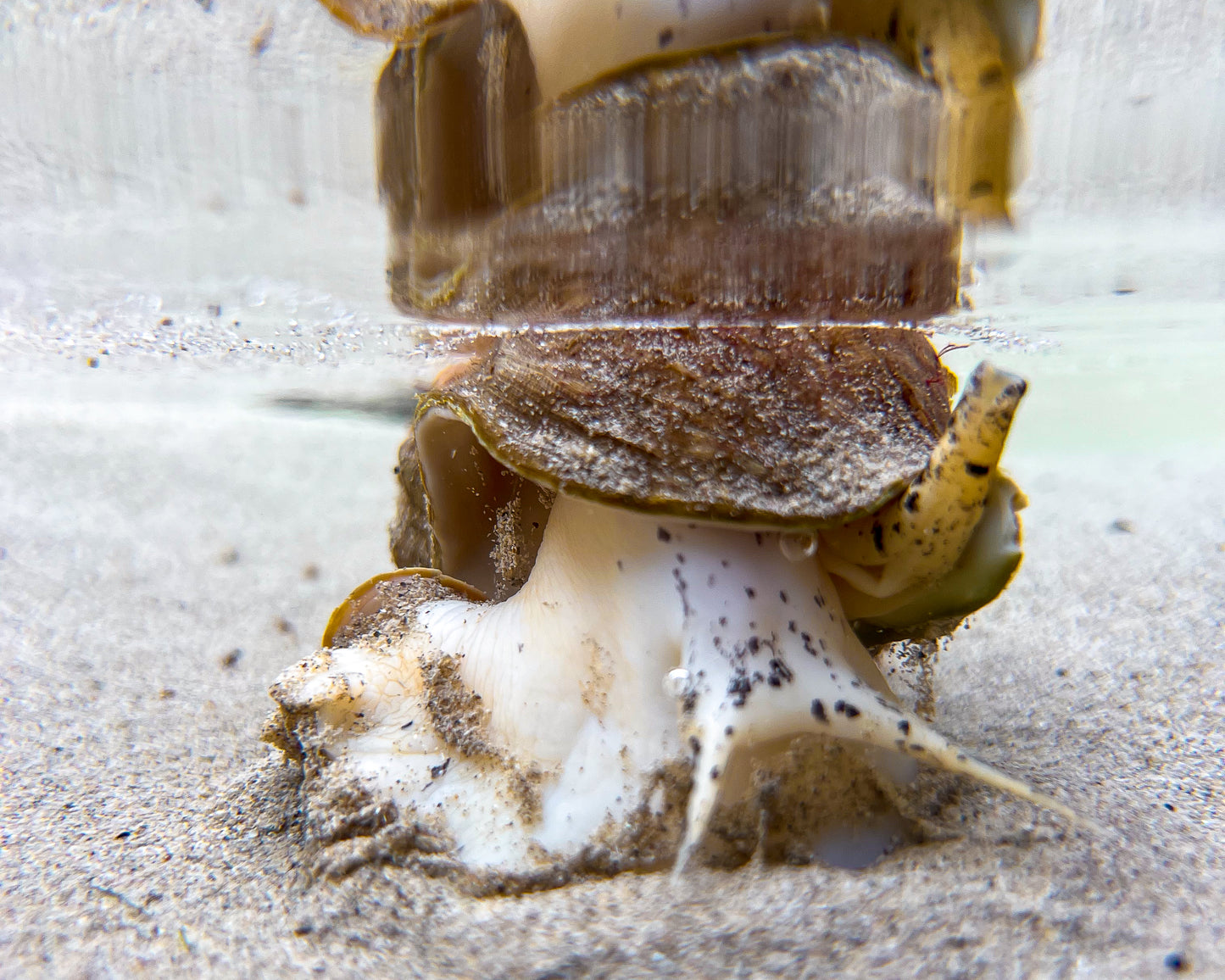 Seashore Safari | Outer Hebrides Wildlife Festival 2025
