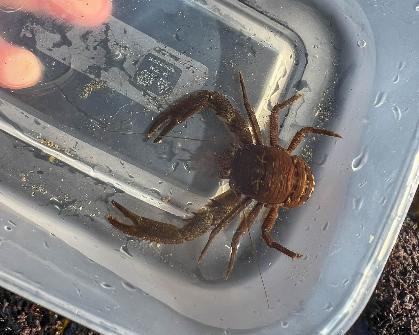 Seashore Safari | Outer Hebrides Wildlife Festival 2025
