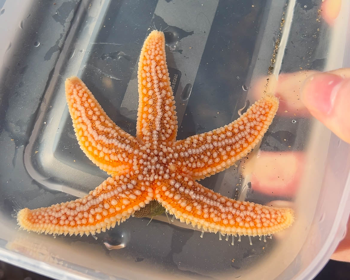 Seashore Safari | Outer Hebrides Wildlife Festival 2025