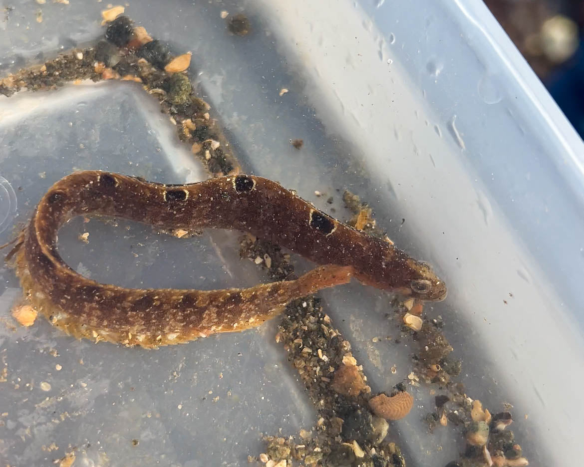 Seashore Safari | Outer Hebrides Wildlife Festival 2025