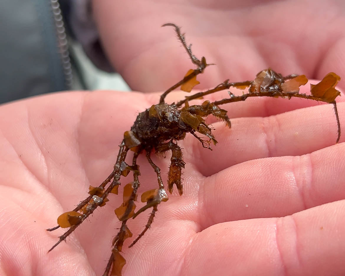 Seashore Safari | Outer Hebrides Wildlife Festival 2025