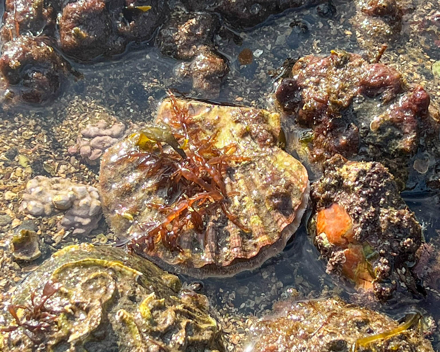 Seashore Safari | Outer Hebrides Wildlife Festival 2025