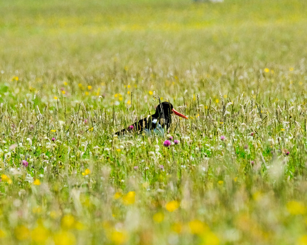 Magical Machair