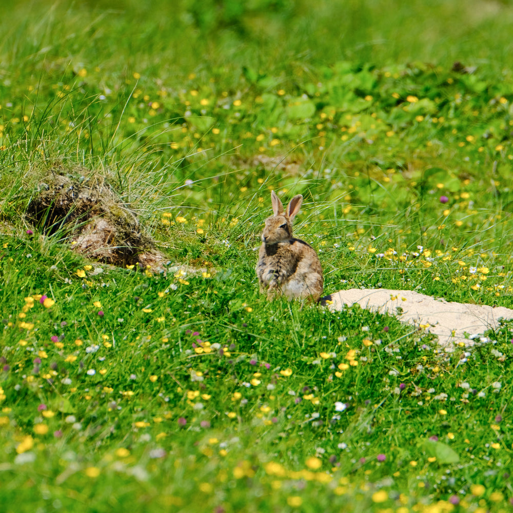 
                      
                        Magical Machair
                      
                    
