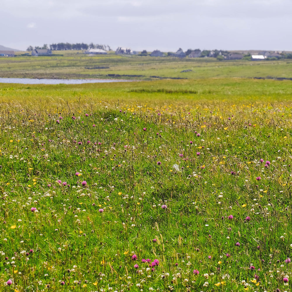 
                      
                        Magical Machair
                      
                    