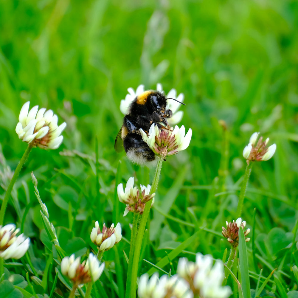 
                      
                        Magical Machair: A Guided Nature Walk | OH Wildlife Festival
                      
                    