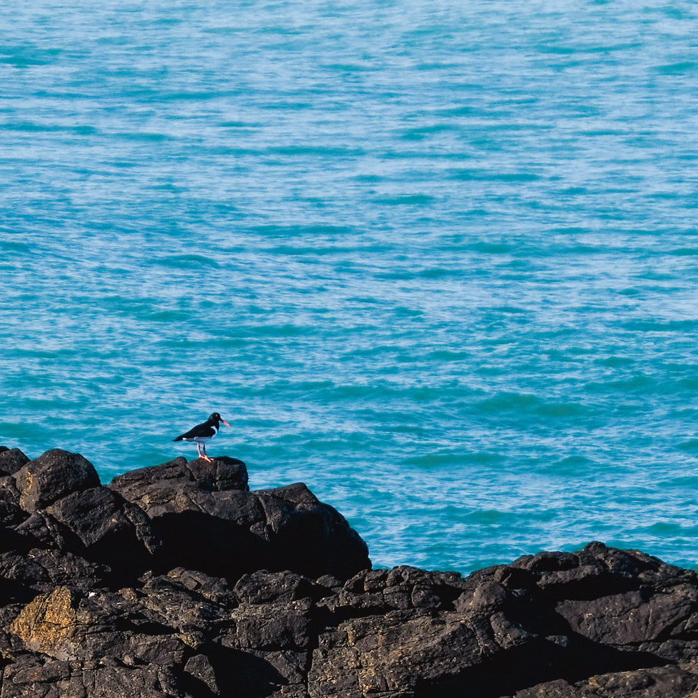
                      
                        Whale Watch
                      
                    