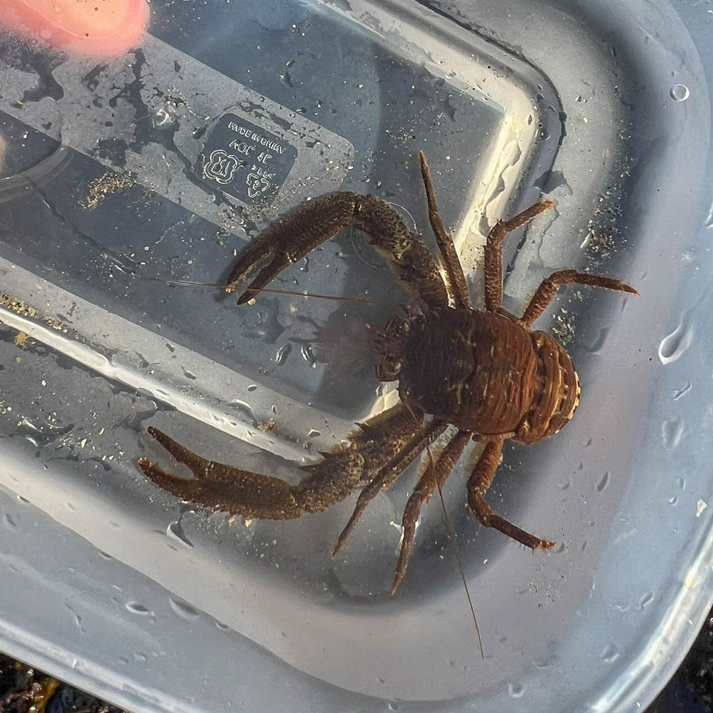 
                      
                        Seashore Safari | Outer Hebrides Wildlife Festival 2025
                      
                    