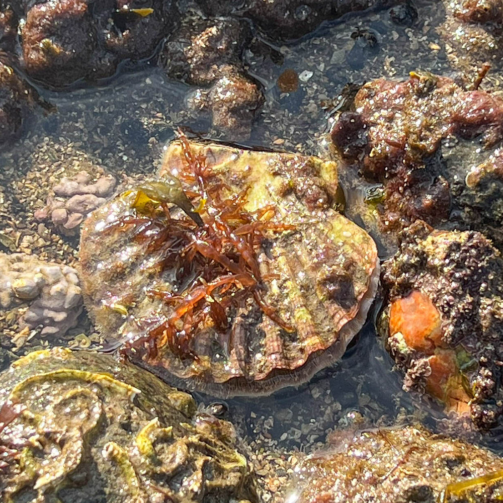 
                      
                        Seashore Safari | Outer Hebrides Wildlife Festival 2025
                      
                    